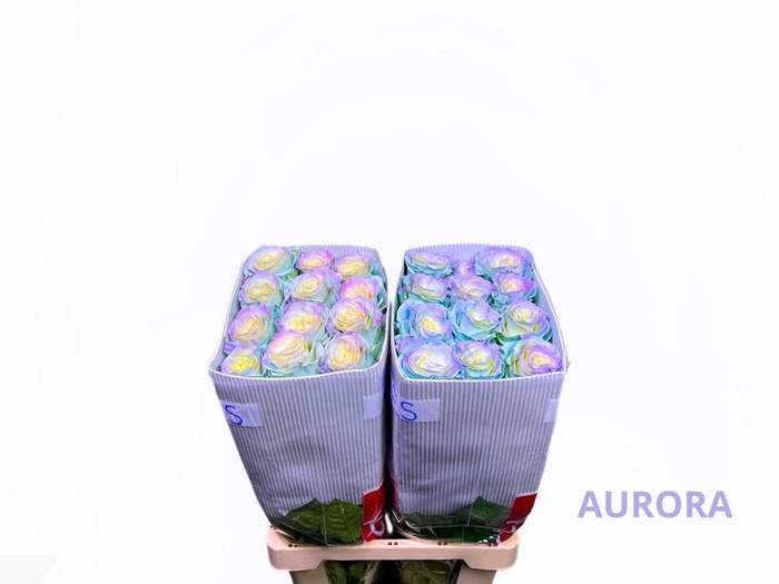 <h4>R GR SWEET AURORA BOREAL</h4>