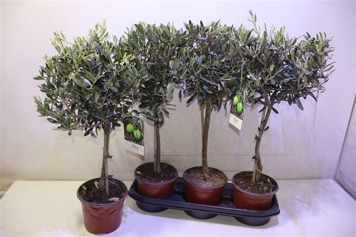 <h4>Olea Europaea</h4>