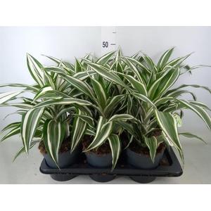 Dracaena frag. 'White Jewel'