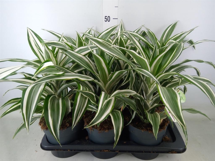<h4>Dracaena frag. 'White Jewel'</h4>