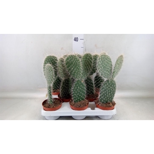Opuntia