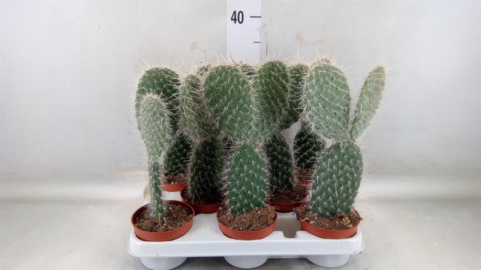 <h4>Opuntia</h4>