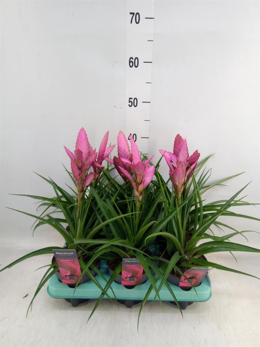 <h4>Tillandsia  'Amira'</h4>