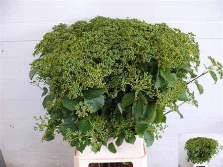 <h4>Viburnum Blueberry Hill</h4>