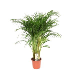 Areca P21 L90-100