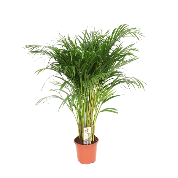 <h4>Areca P21 L90-100</h4>