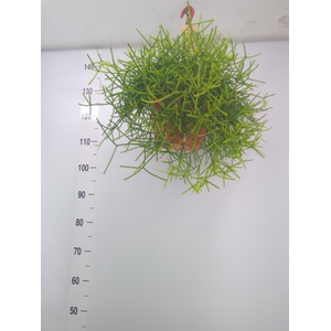 Rhipsalis heteroclada