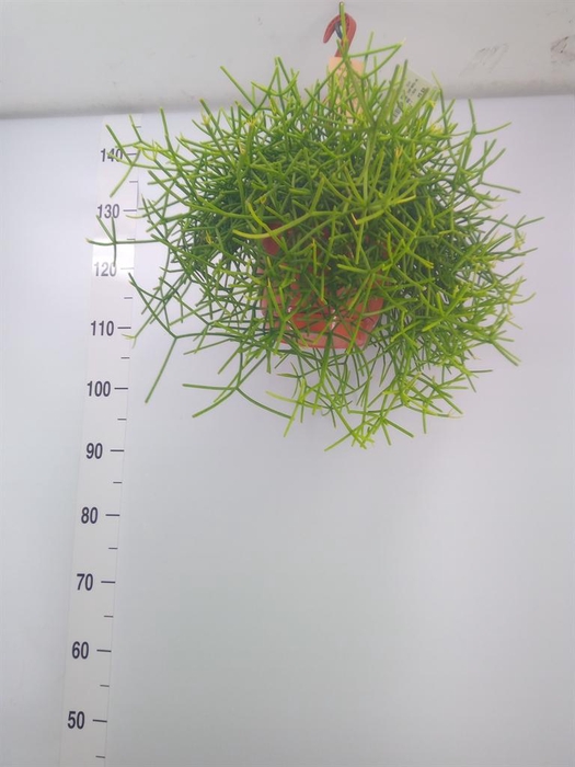 <h4>Rhipsalis heteroclada</h4>