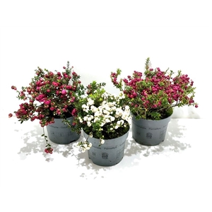 Gaultheria mucronata Mixtray