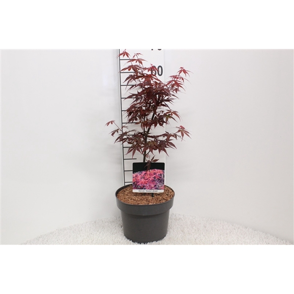 <h4>Acer palmatum 'Skeeters Broom' P23 potgekweekt</h4>