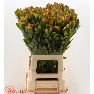 Leucadendron Safari Goldstrike (green)