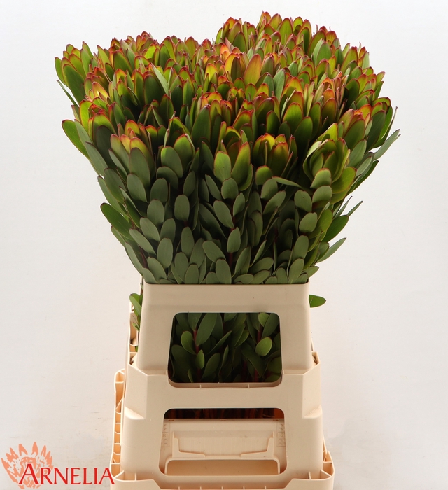 <h4>Leucadendron Safari Goldstrike (green)</h4>