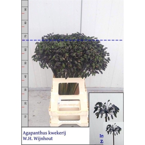 Agap Intermedius