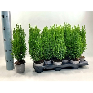 Chamaecyparis law. Ellwoodii