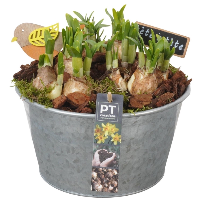 <h4>Arr.  Narcissus Tete Tete L%</h4>