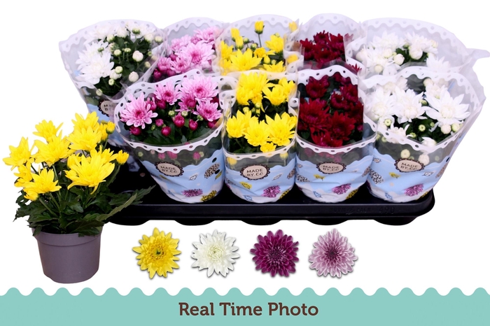 <h4>CHRYS GEVULDBL GEM</h4>