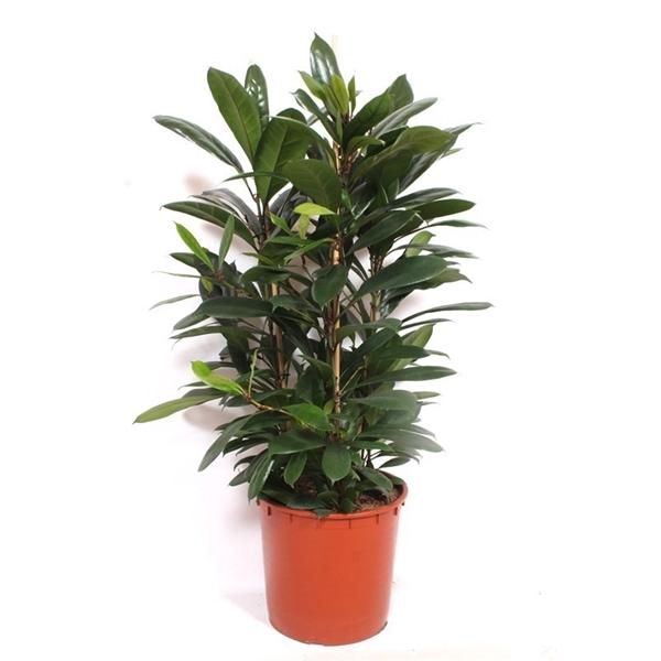 <h4>Ficus cyathistipula</h4>