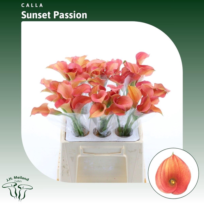 <h4>Calla Sunset Passion</h4>