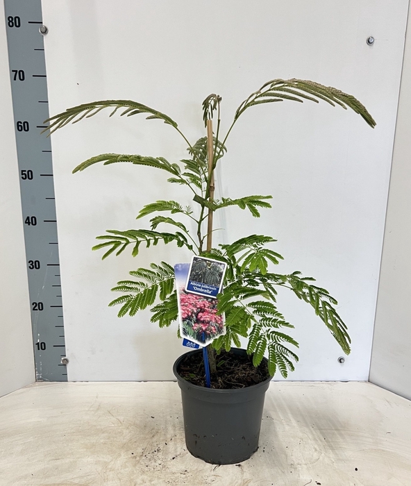 <h4>ALBI JULIBRISSIN</h4>