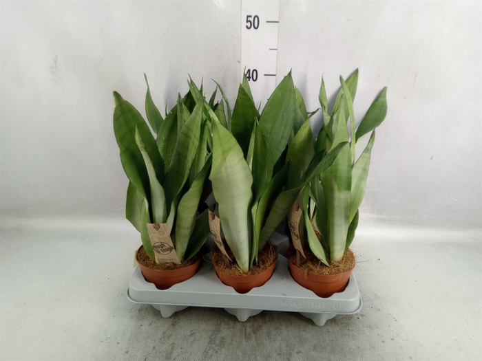 Sansevieria trifa. 'Moonshine'