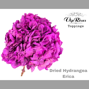 DRIED HYDRANGEA ERICA