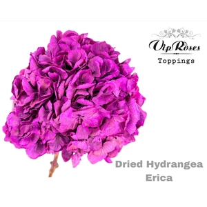 DRIED HYDRANGEA ERICA