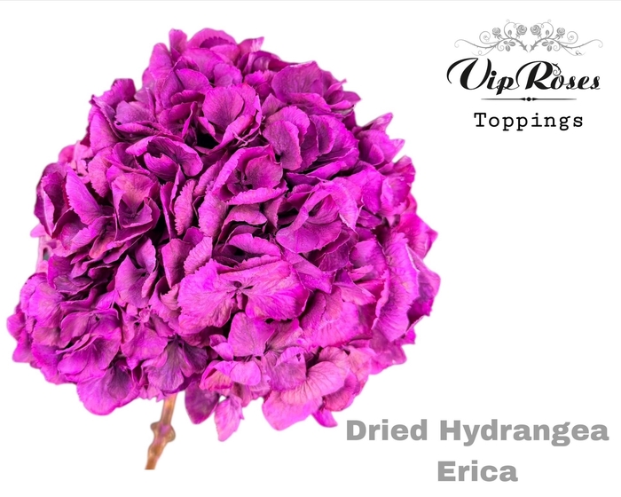 <h4>Dried Hydrangea Erica</h4>