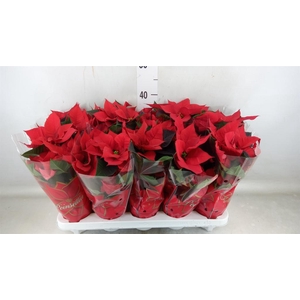 Euphorbia pulc. 'Mars'