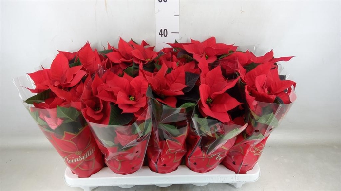 <h4>Euphorbia pulc. 'Mars'</h4>