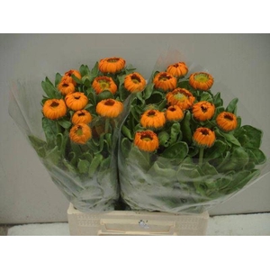 Calendula Green Spot Orange Verano