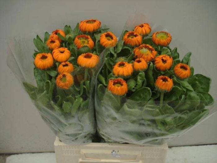 <h4>Calendula Green Spot Orange Verano</h4>