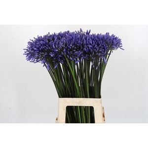 Agapanthus Dr Brouwer