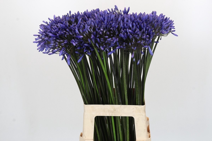 <h4>Agapanthus Dr Brouwer</h4>