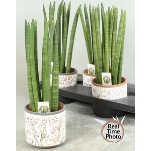 SANSEV CYLINDRICA OV