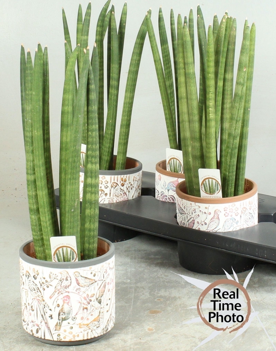 <h4>SANSEV CYLINDRICA OV</h4>