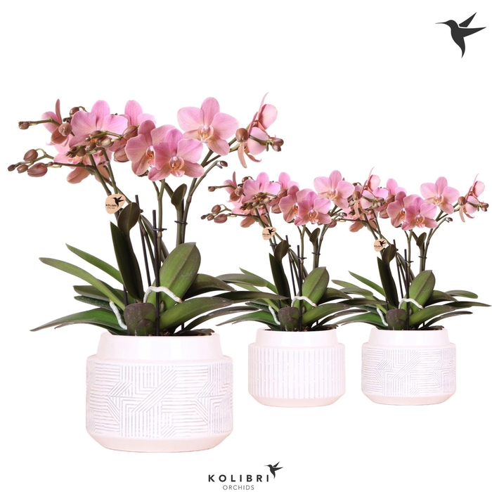<h4>Kolibri Orchids Phalaenopsis Jewel Treviso 4 spike in Maze pot white</h4>