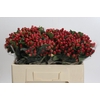 Hypericum True Romance