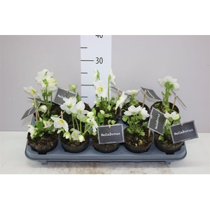 Helleborus Ni Winter Fleur 8+ Zonder Blad