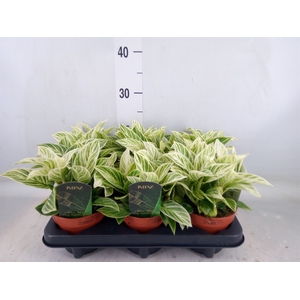 Philodendron   ...