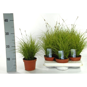 Carex brunnea 'Jubilo' p12