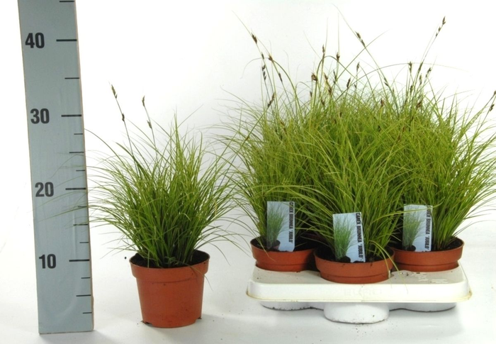 <h4>Carex brunnea 'Jubilo' p12</h4>