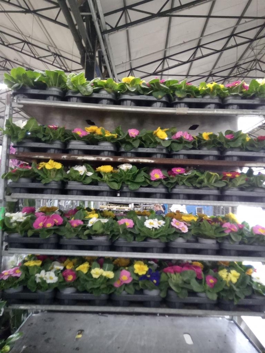 <h4>Primula ac.   ...mix</h4>