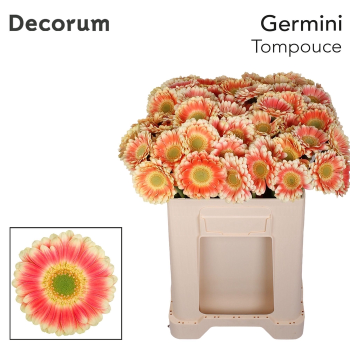 <h4>Germini Tompouce Water</h4>