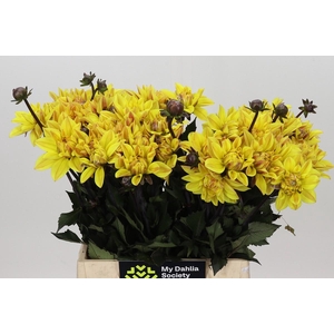 Dahlia Glossy Bravia