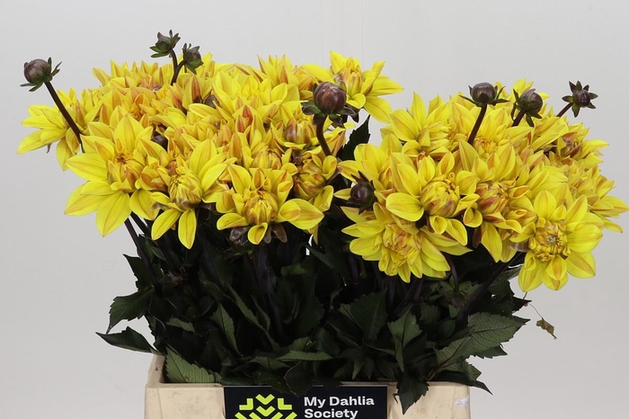 <h4>Dahlia Glossy Bravia</h4>