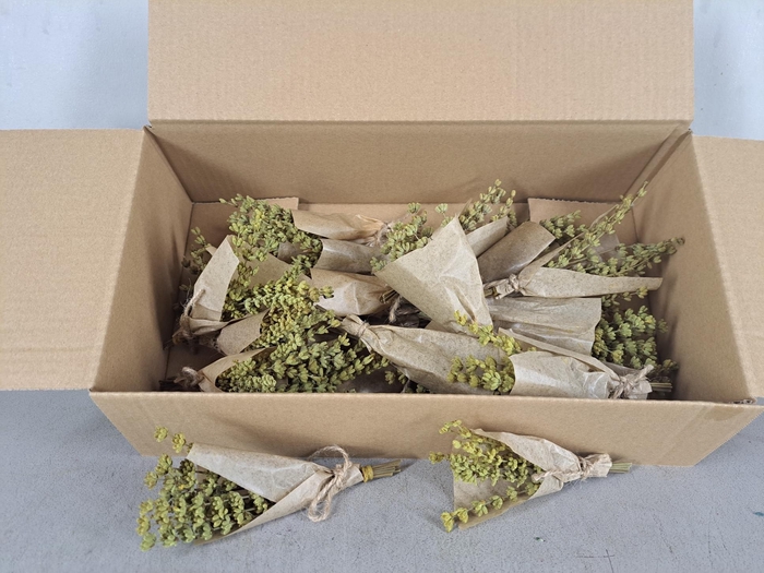 <h4>PF Lavendel Yellow</h4>