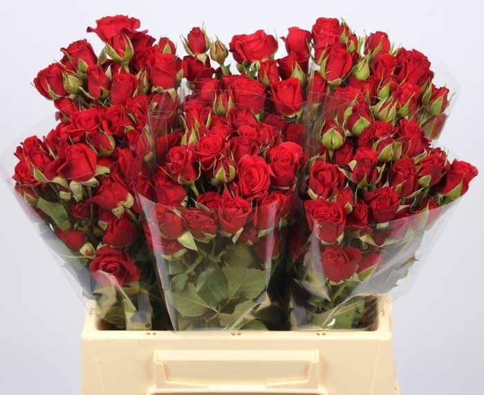 <h4>R TR MIRABEL</h4>