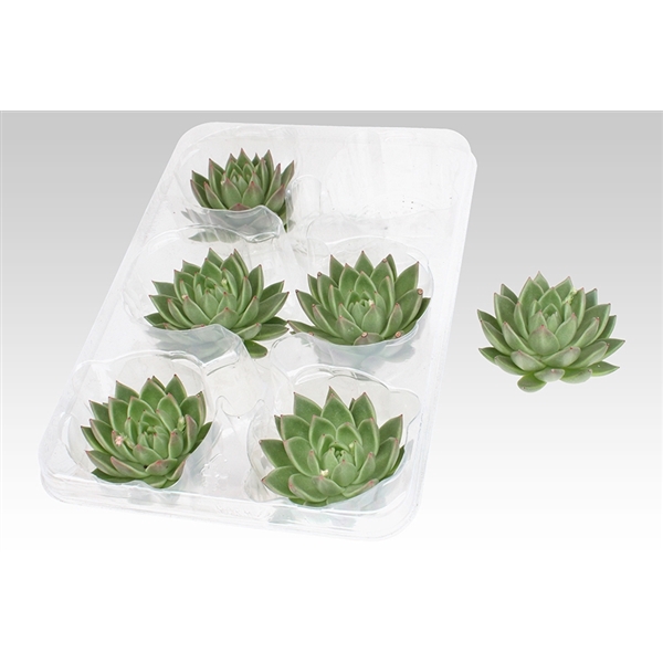 <h4>Ami Deco - cut Echeveria Miranda 11 cm</h4>