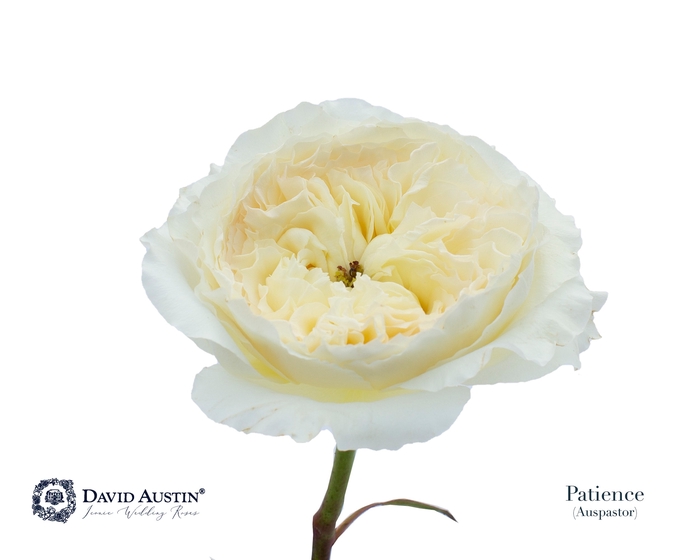 <h4>Rosa David Austin Patience</h4>