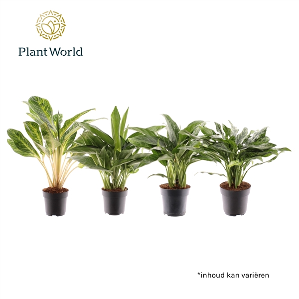 <h4>Aglaonema Royal Mix</h4>
